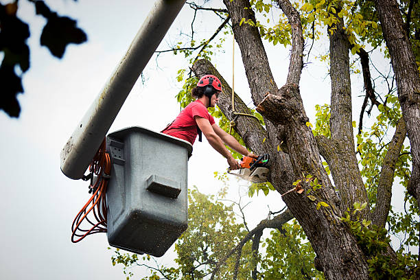 Best Emergency Tree Removal  in Taft Mosswood, CA