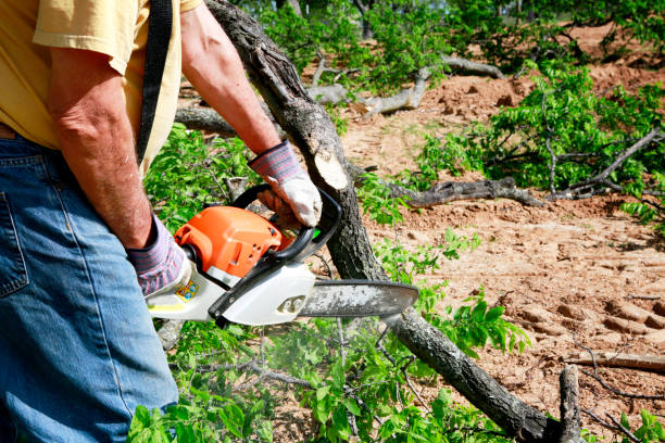 How Our Tree Care Process Works  in Taft Mosswood, CA